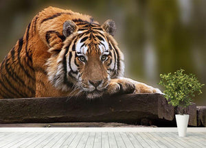 Stunning tiger relaxing Wall Mural Wallpaper - Canvas Art Rocks - 4