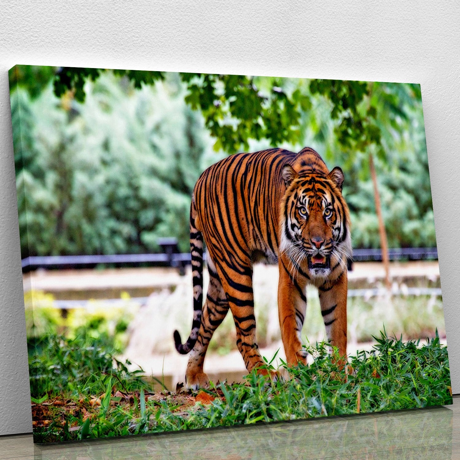Sumatran Tiger Canvas Print or Poster