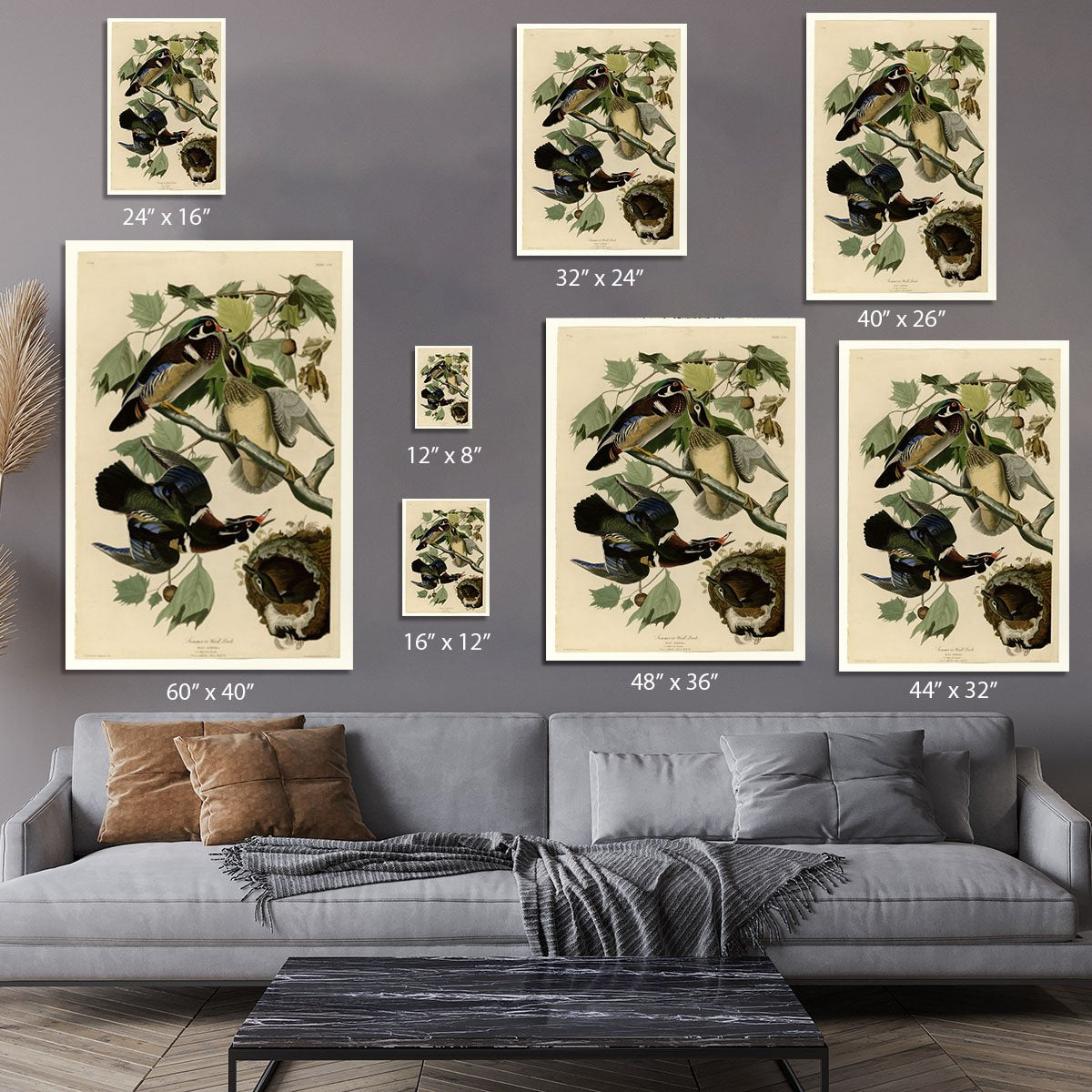 Summer Duck by Audubon Canvas Print or Poster