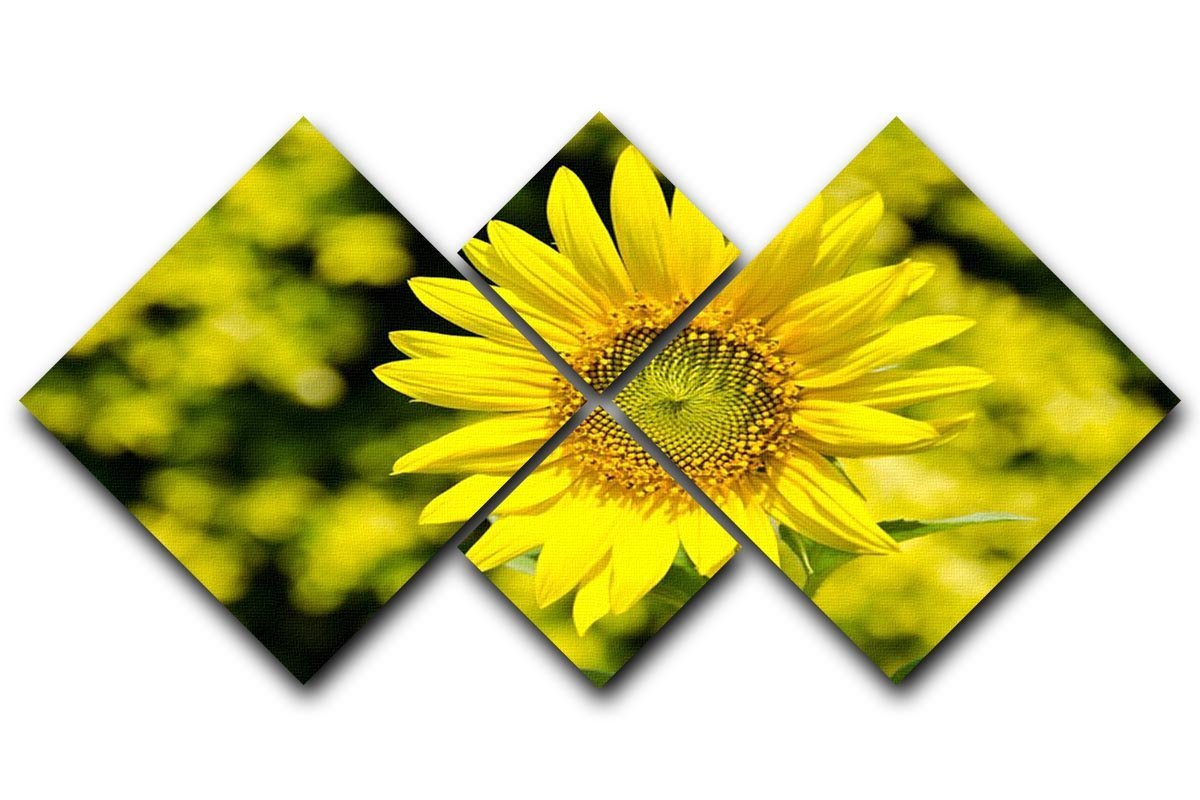 Sunflowers bloom in summer 4 Square Multi Panel Canvas  - Canvas Art Rocks - 1