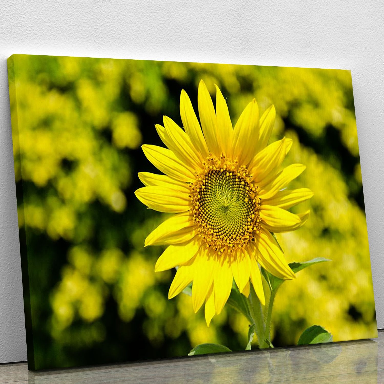 Sunflowers bloom in summer Canvas Print or Poster