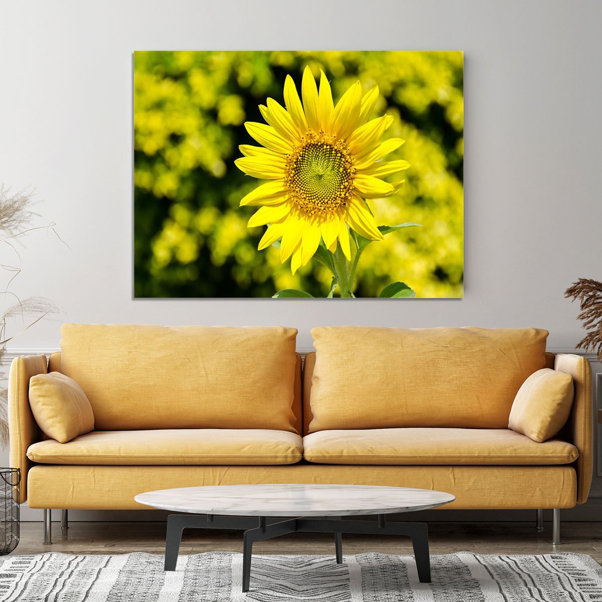 Sunflowers bloom in summer Canvas Print or Poster