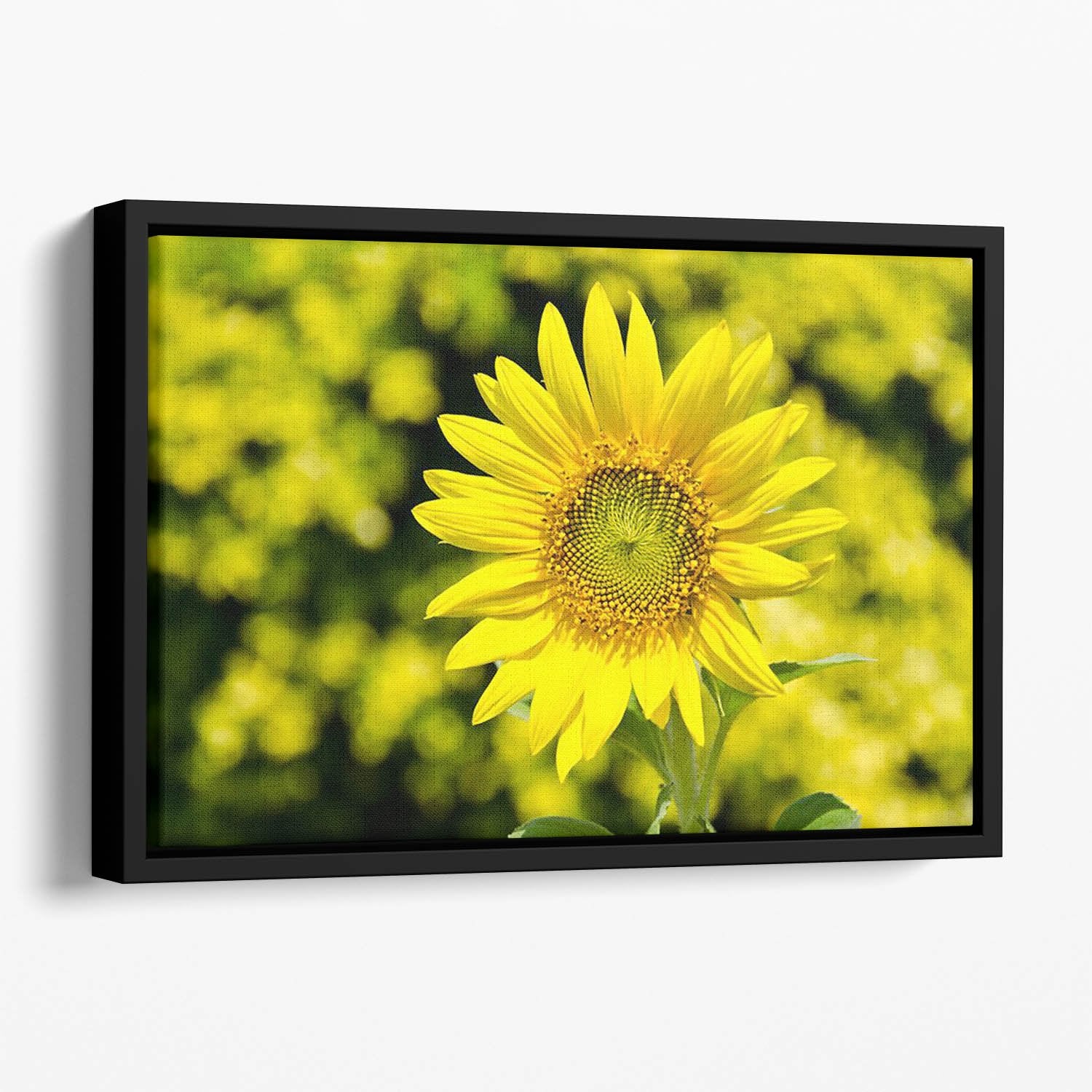 Sunflowers bloom in summer Floating Framed Canvas