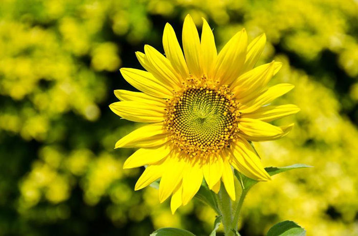 Sunflowers bloom in summer Wall Mural Wallpaper