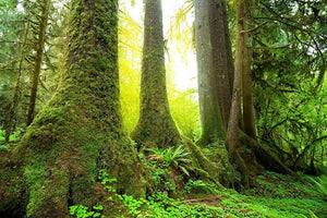 Sunny beams in forest Wall Mural Wallpaper - Canvas Art Rocks - 1