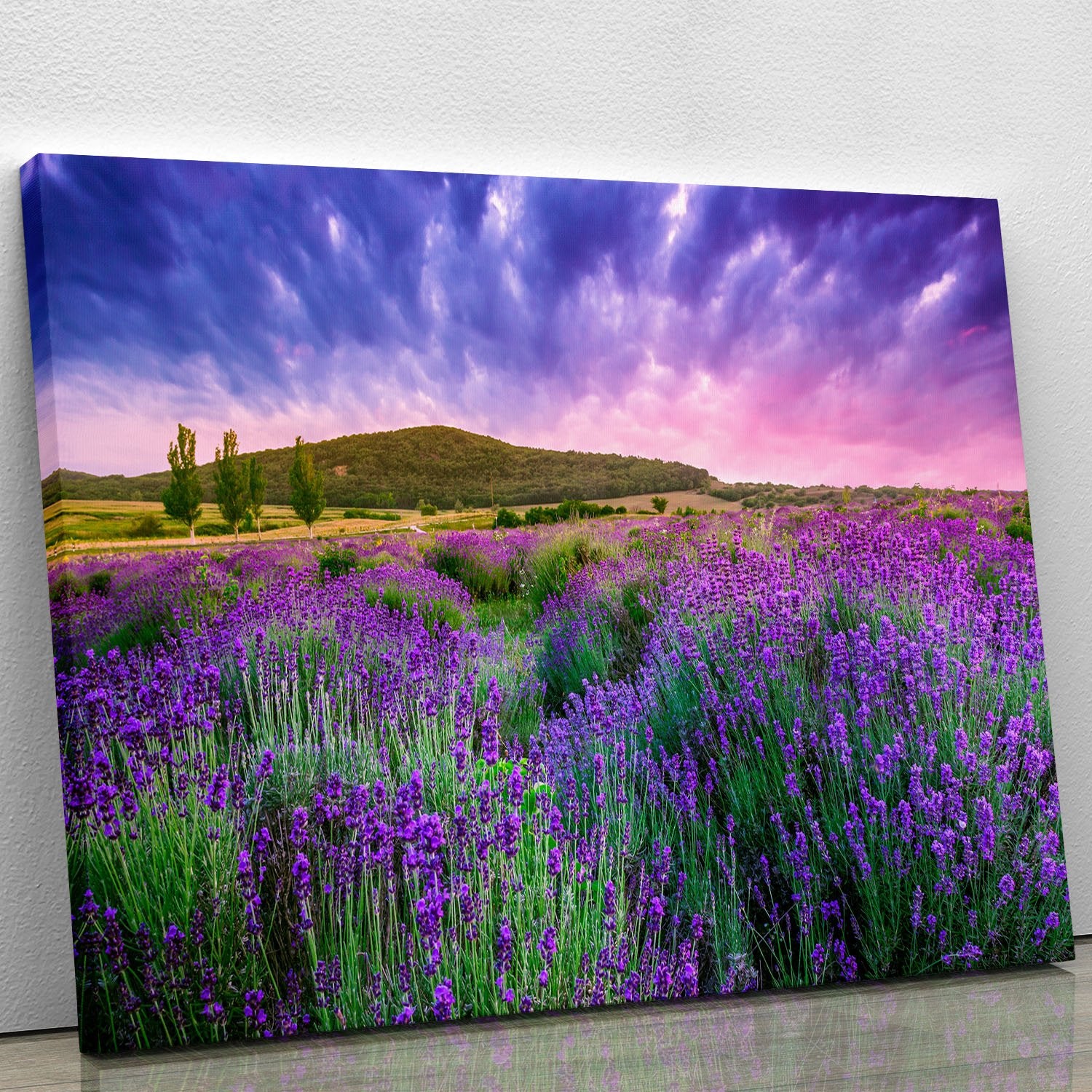 Sunset over a summer lavender field Canvas Print or Poster