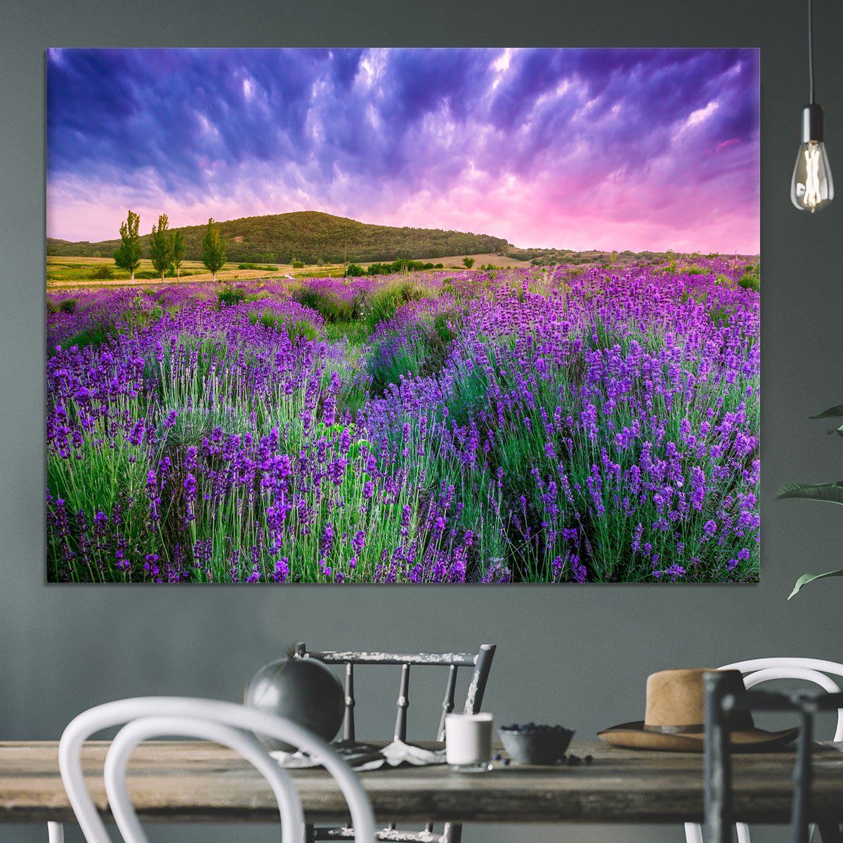 Sunset over a summer lavender field Canvas Print or Poster