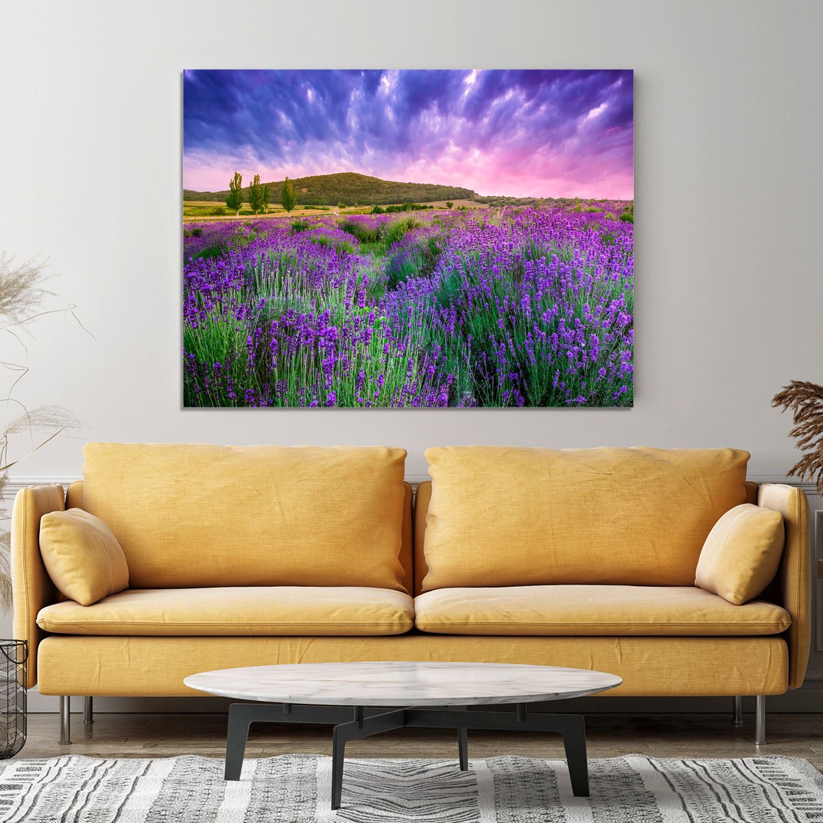 Sunset over a summer lavender field Canvas Print or Poster