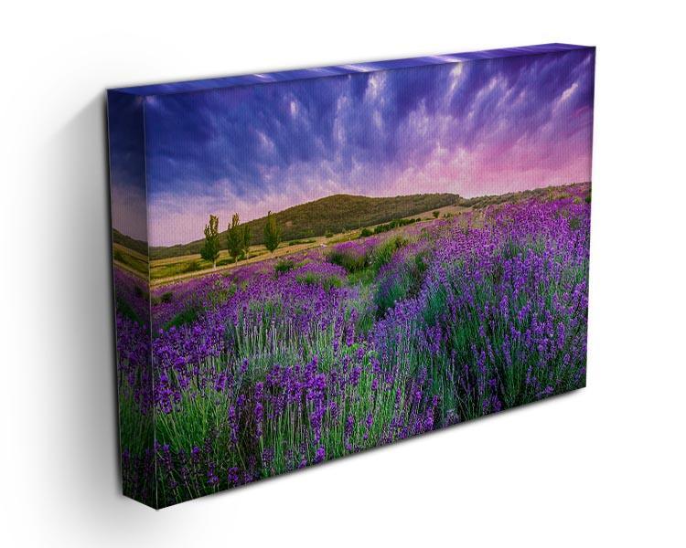 Sunset over a summer lavender field Canvas Print or Poster - Canvas Art Rocks - 3