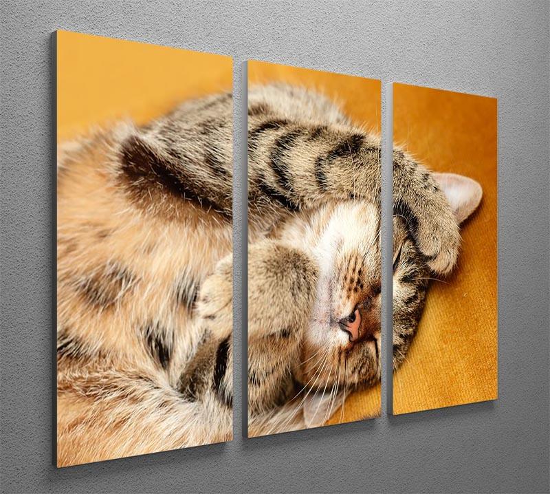 Tabby sweet sleeping on the bed 3 Split Panel Canvas Print - Canvas Art Rocks - 2