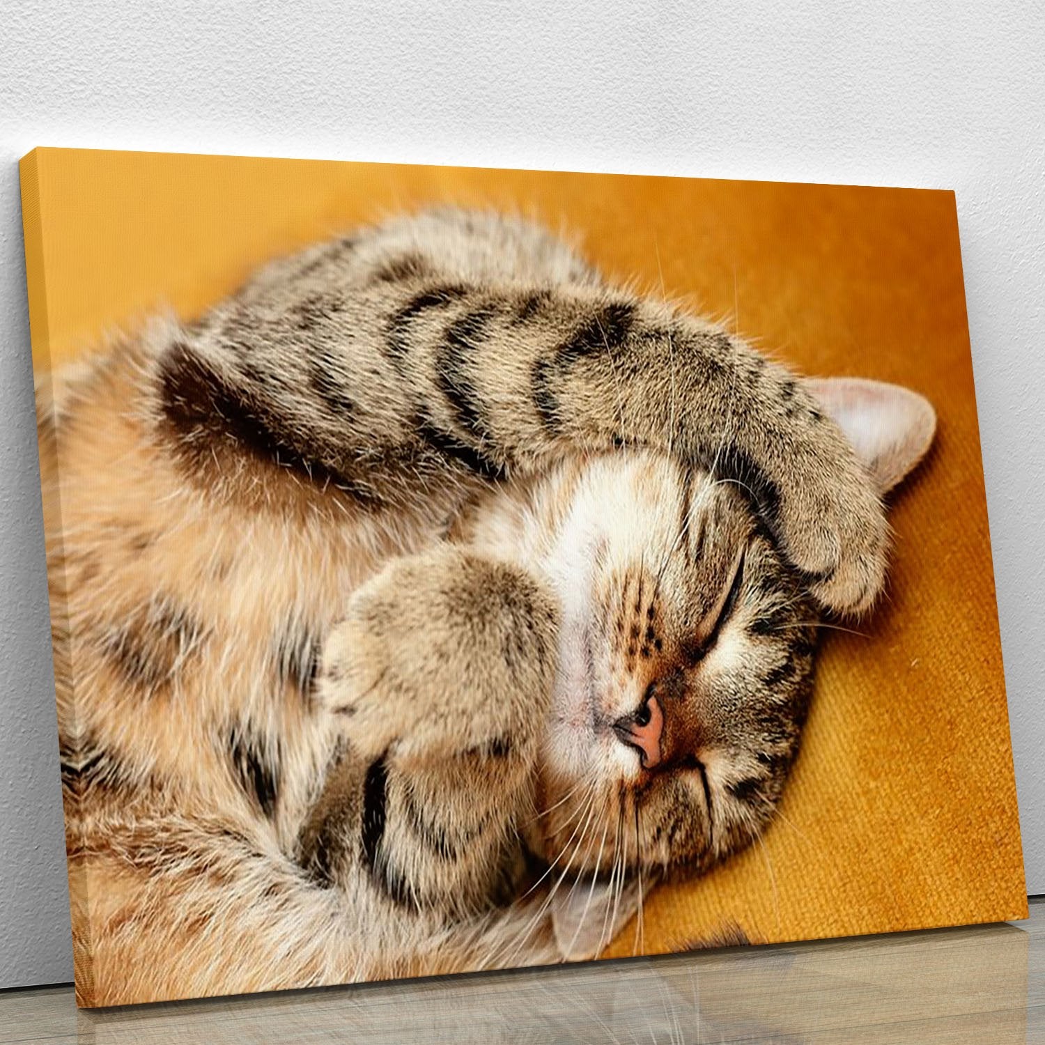 Tabby sweet sleeping on the bed Canvas Print or Poster