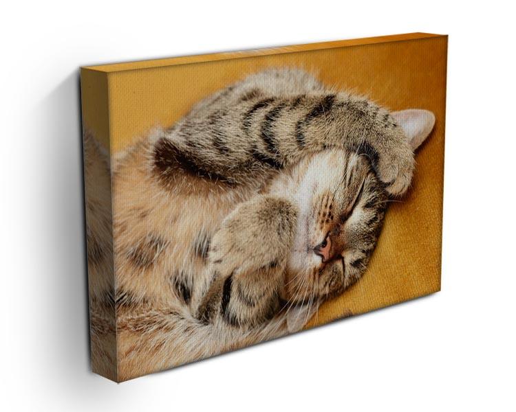 Tabby sweet sleeping on the bed Canvas Print or Poster - Canvas Art Rocks - 3