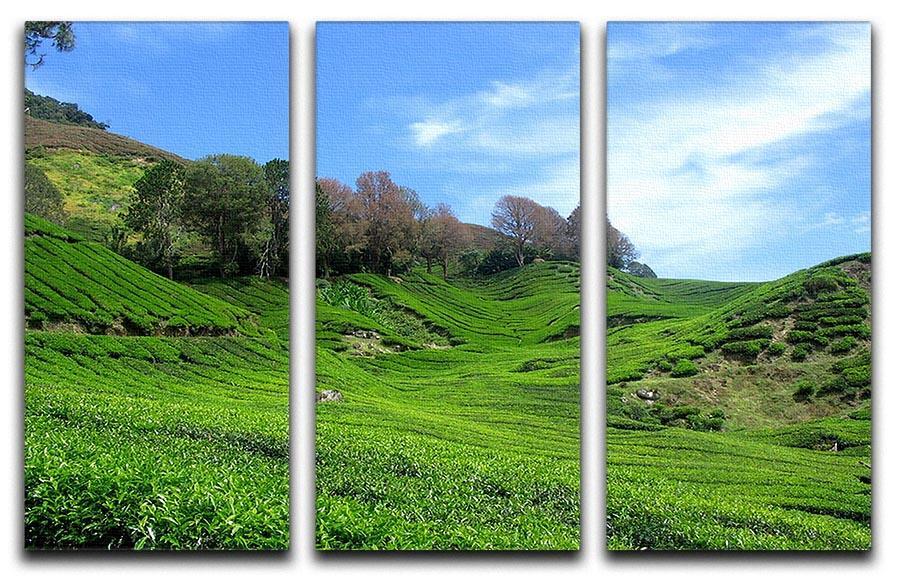 Tea Mountain 3 Split Panel Canvas Print - Canvas Art Rocks - 1