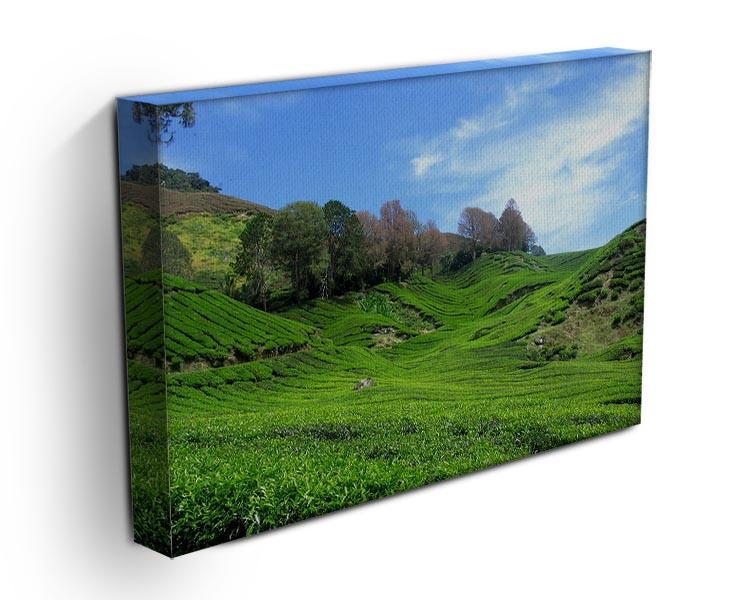 Tea Mountain Canvas Print or Poster - Canvas Art Rocks - 3