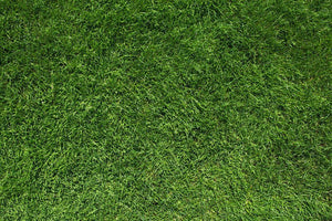 Texture of green grass Wall Mural Wallpaper - Canvas Art Rocks - 1