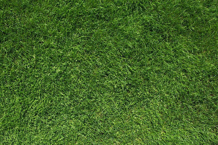 Texture of green grass Wall Mural Wallpaper