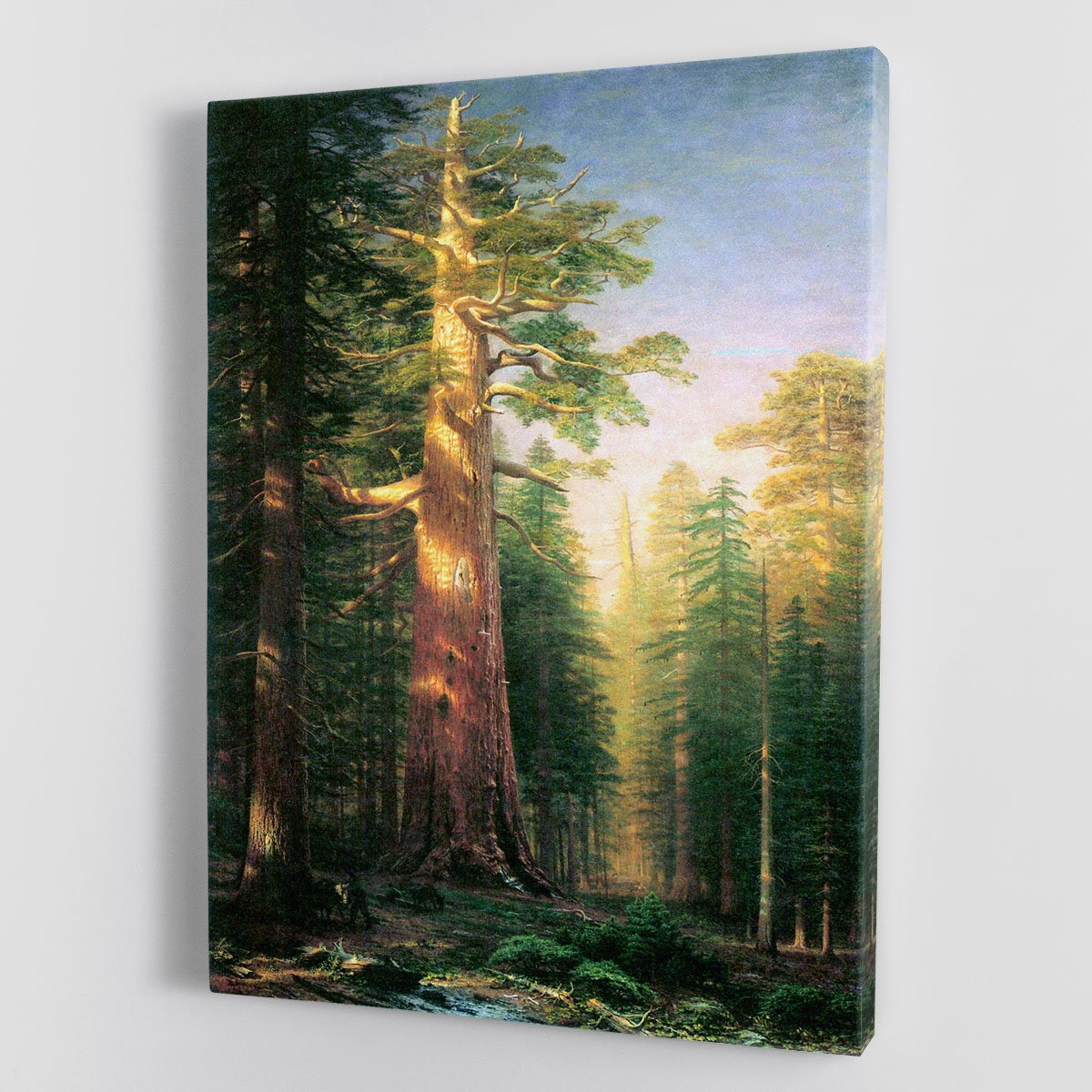 The big trees Mariposa Grove California by Bierstadt Canvas Print or Poster