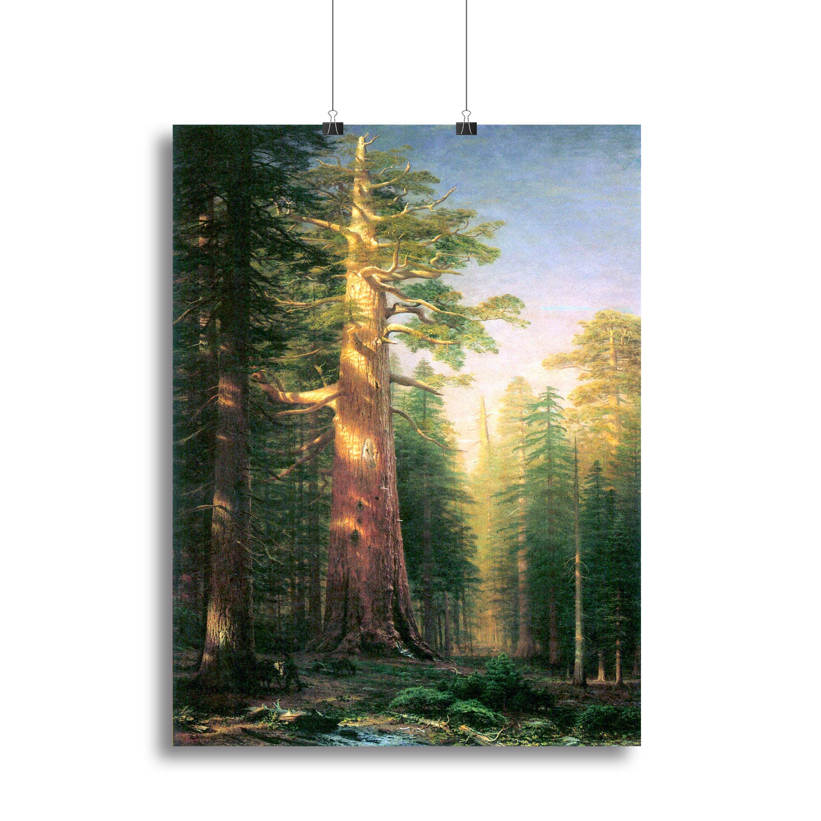 The big trees Mariposa Grove California by Bierstadt Canvas Print or Poster