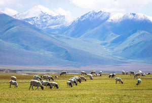 The flock under the snow mountain Wall Mural Wallpaper - Canvas Art Rocks - 1