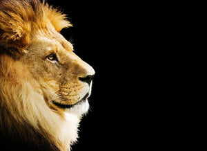 The king of all animals portrait Wall Mural Wallpaper - Canvas Art Rocks - 1