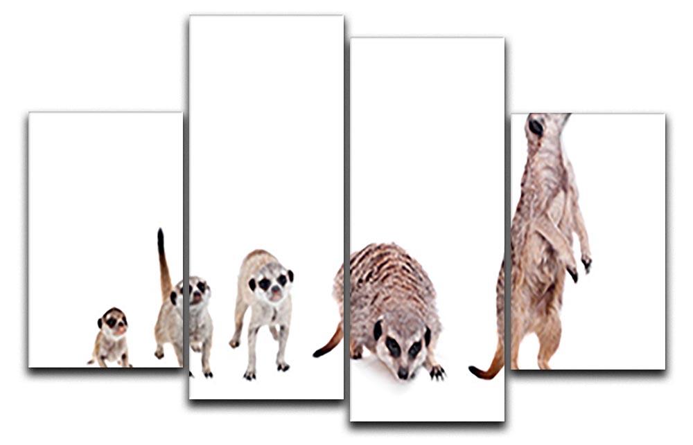 The meerkats on white 4 Split Panel Canvas - Canvas Art Rocks - 1
