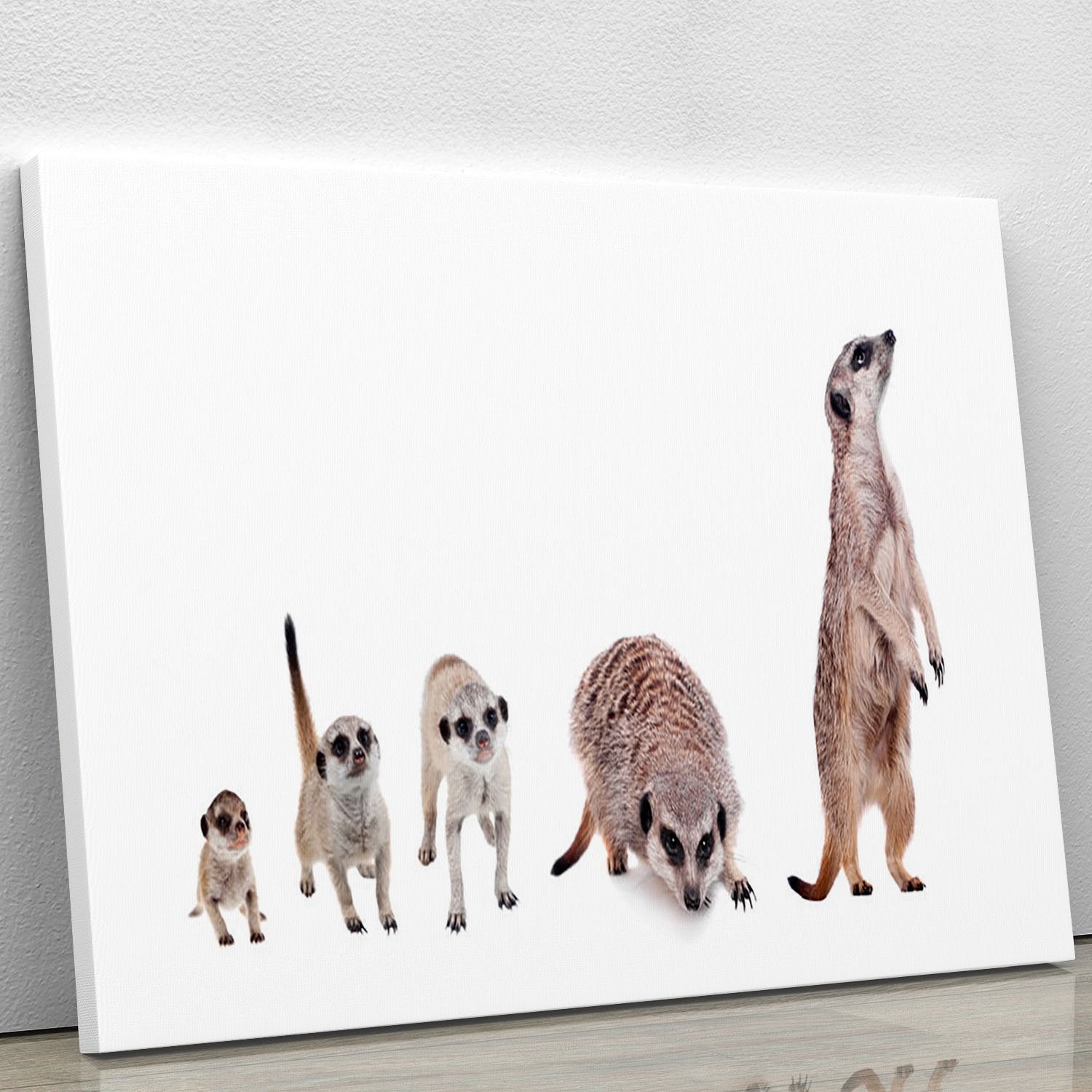 The meerkats on white Canvas Print or Poster