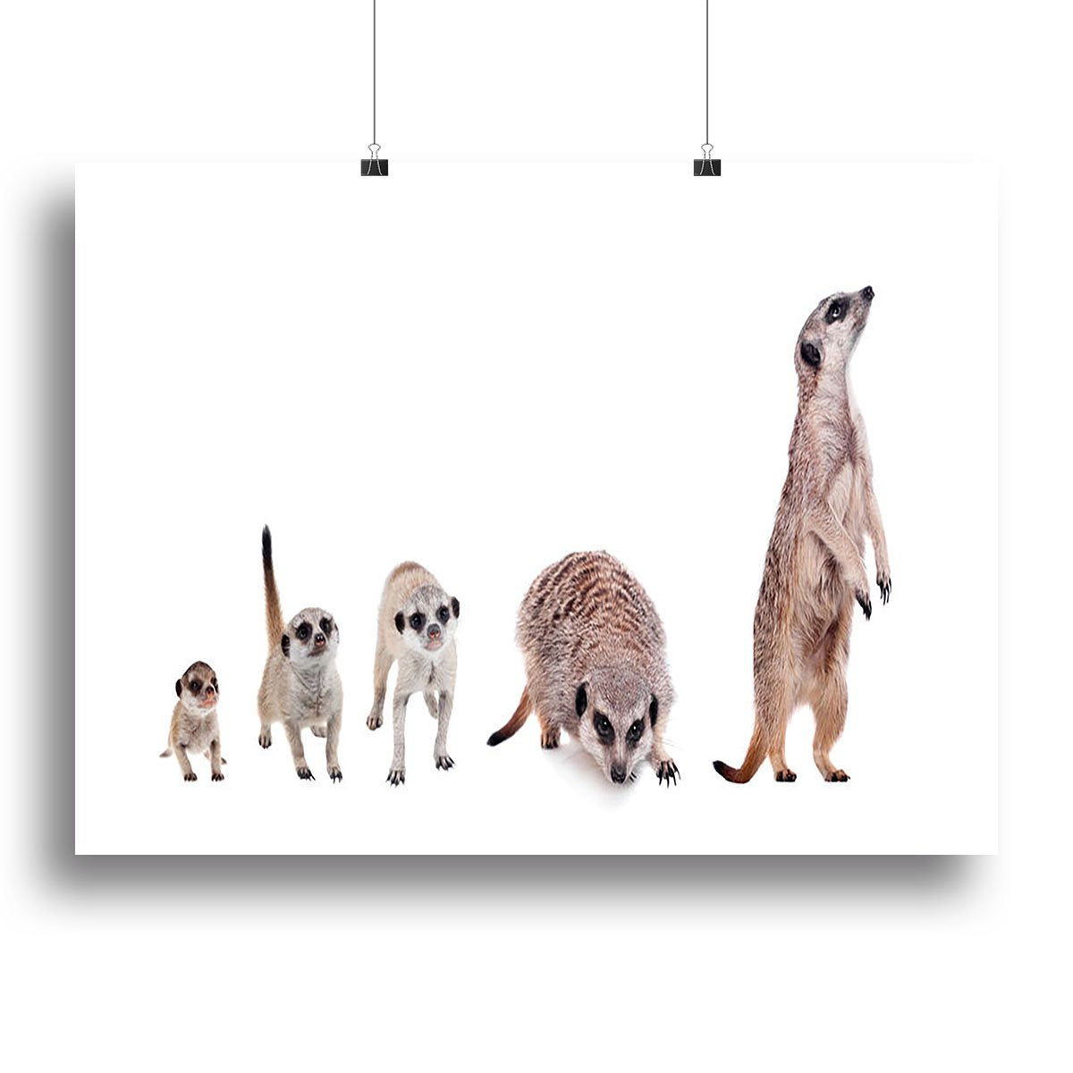 The meerkats on white Canvas Print or Poster