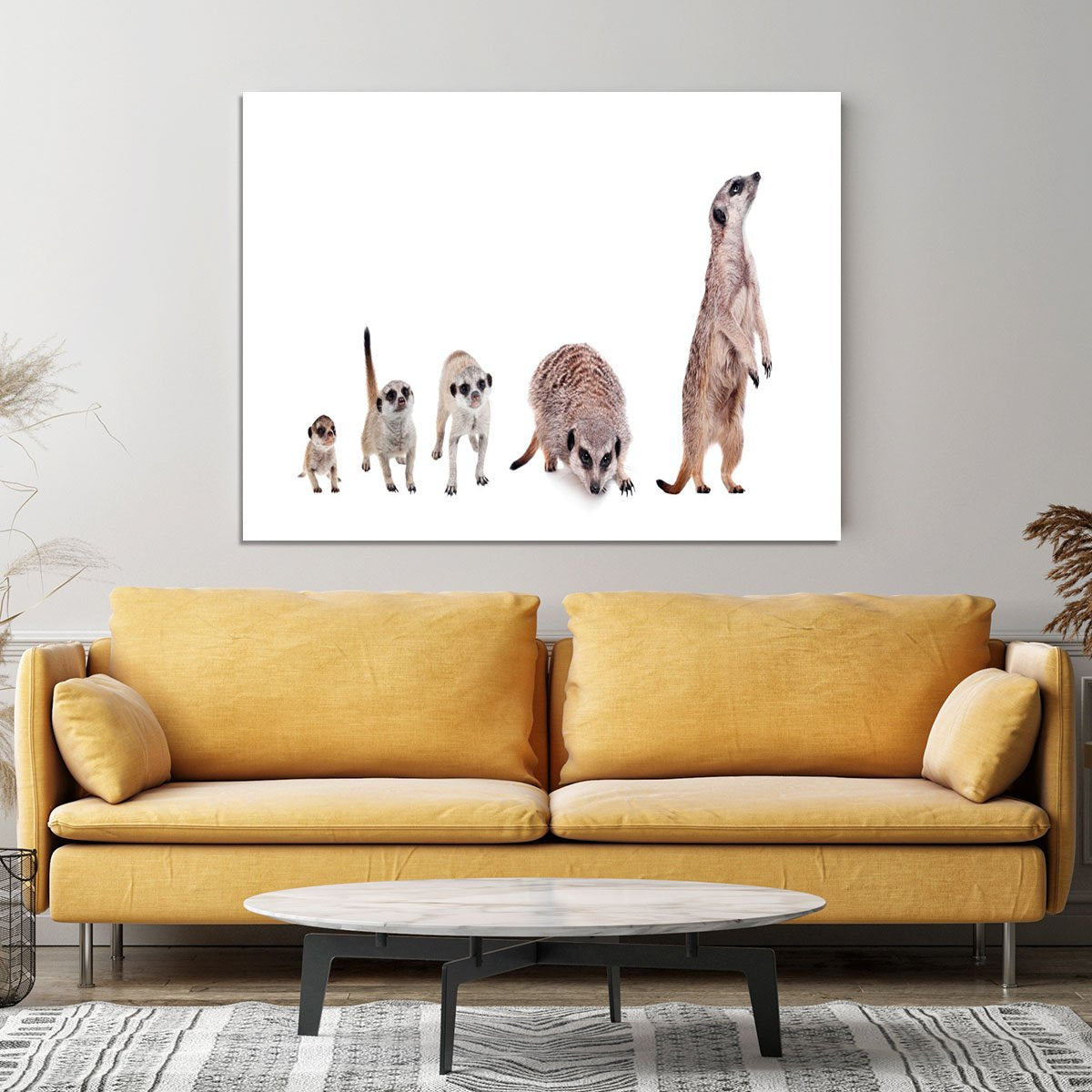 The meerkats on white Canvas Print or Poster
