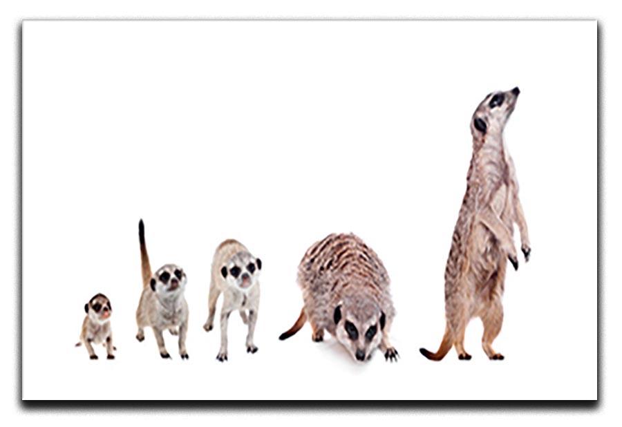 The meerkats on white Canvas Print or Poster - Canvas Art Rocks - 1