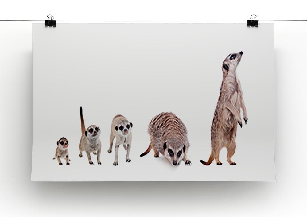 The meerkats on white Canvas Print or Poster - Canvas Art Rocks - 2