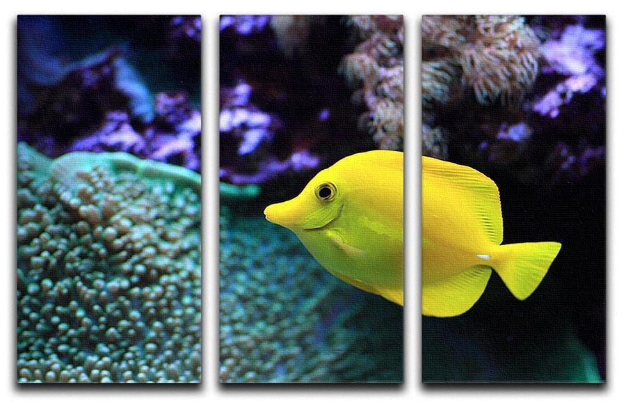 The yellow fish 3 Split Panel Canvas Print - Canvas Art Rocks - 1