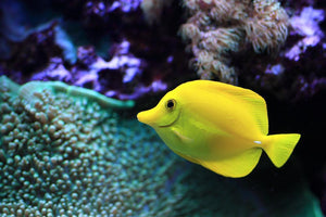 The yellow fish Wall Mural Wallpaper - Canvas Art Rocks - 1
