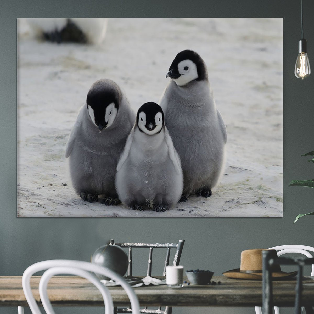 Three Emperor Penguin Chicks Together Canvas Print or Poster