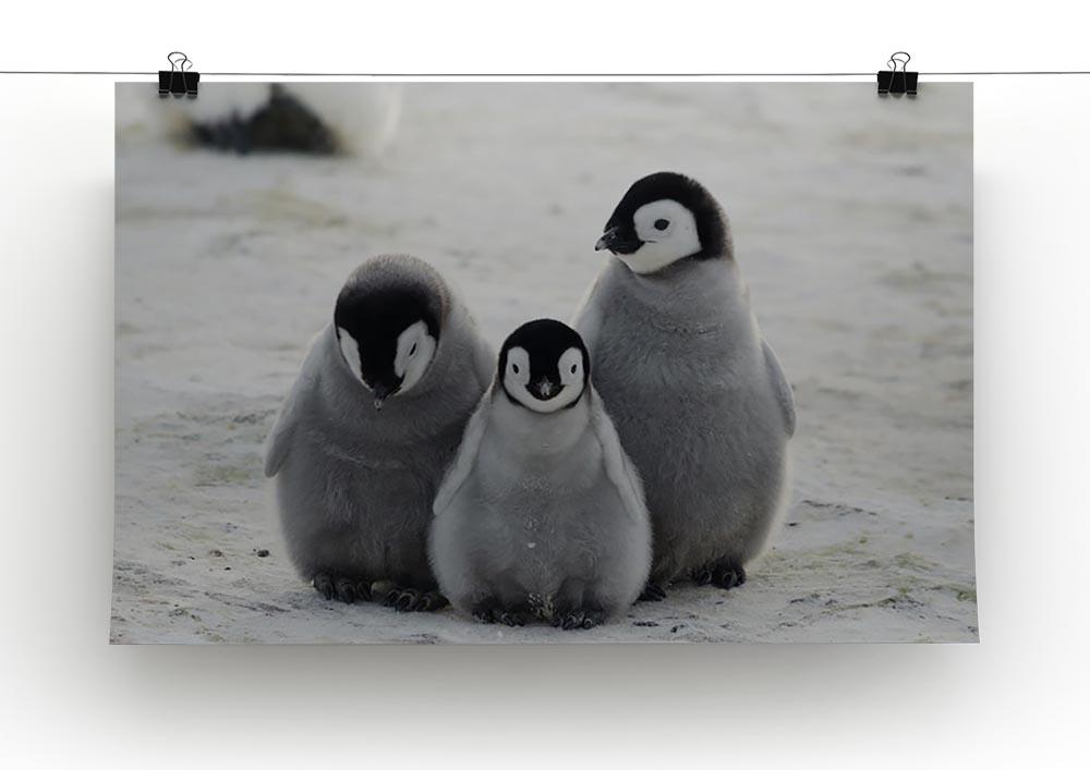 Three Emperor Penguin Chicks Together Canvas Print or Poster - Canvas Art Rocks - 2