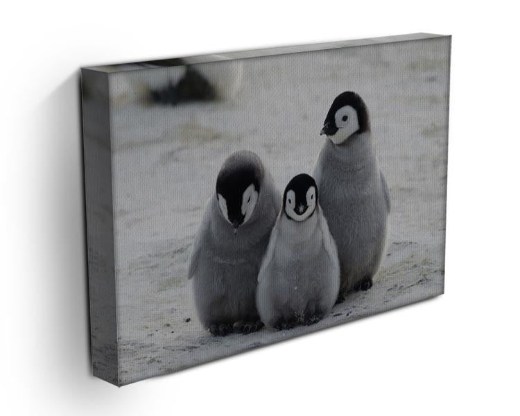 Three Emperor Penguin Chicks Together Canvas Print or Poster - Canvas Art Rocks - 3