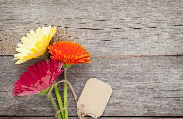 Three colorful gerbera flowers Wall Mural Wallpaper