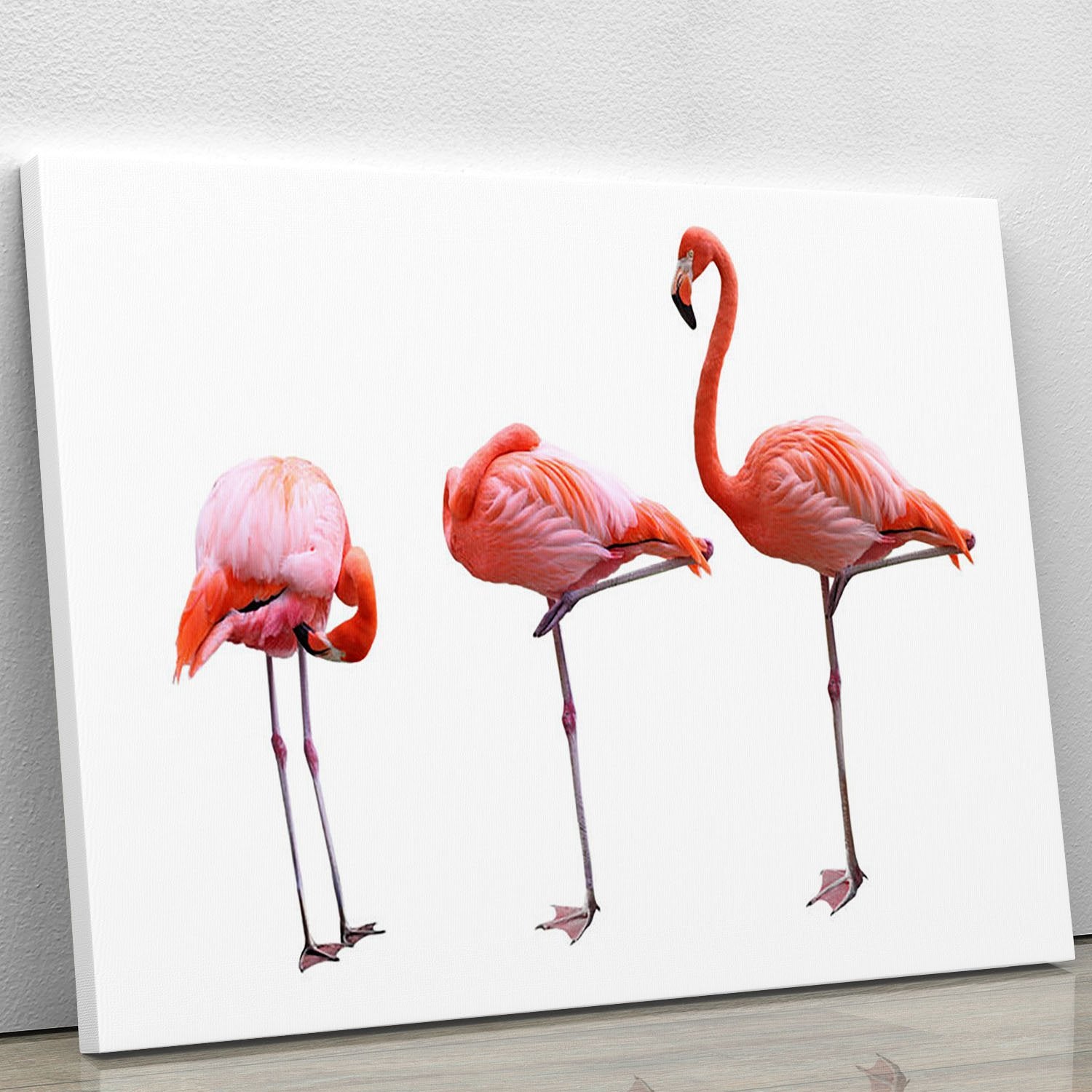 Three flamingo birds isolated on white background Canvas Print or Poster