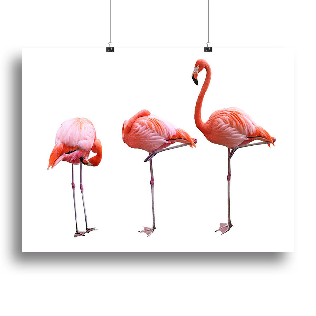 Three flamingo birds isolated on white background Canvas Print or Poster