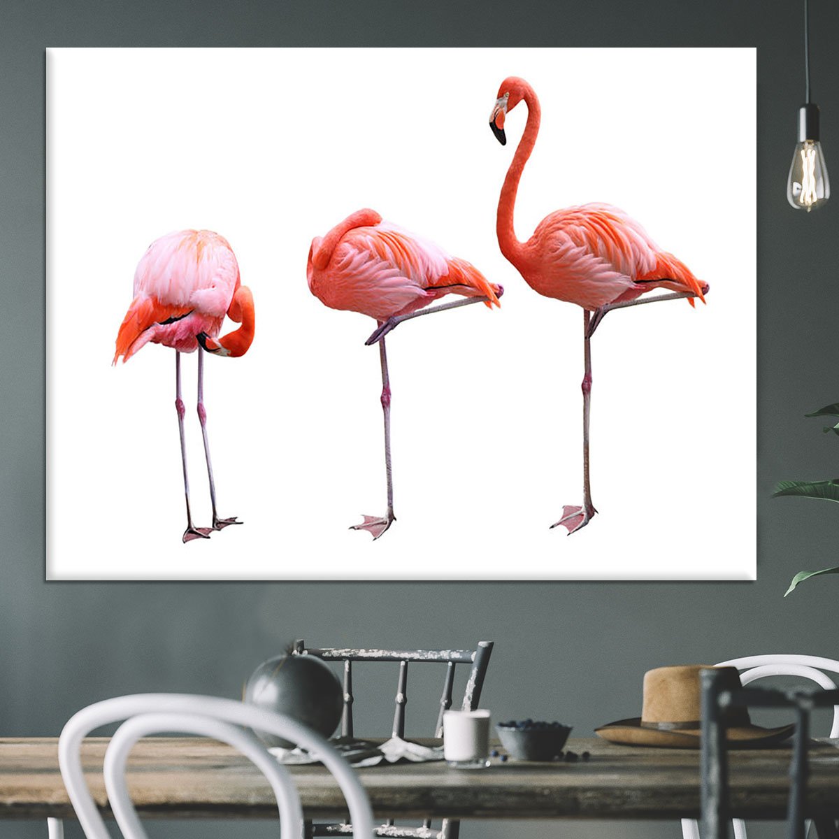 Three flamingo birds isolated on white background Canvas Print or Poster