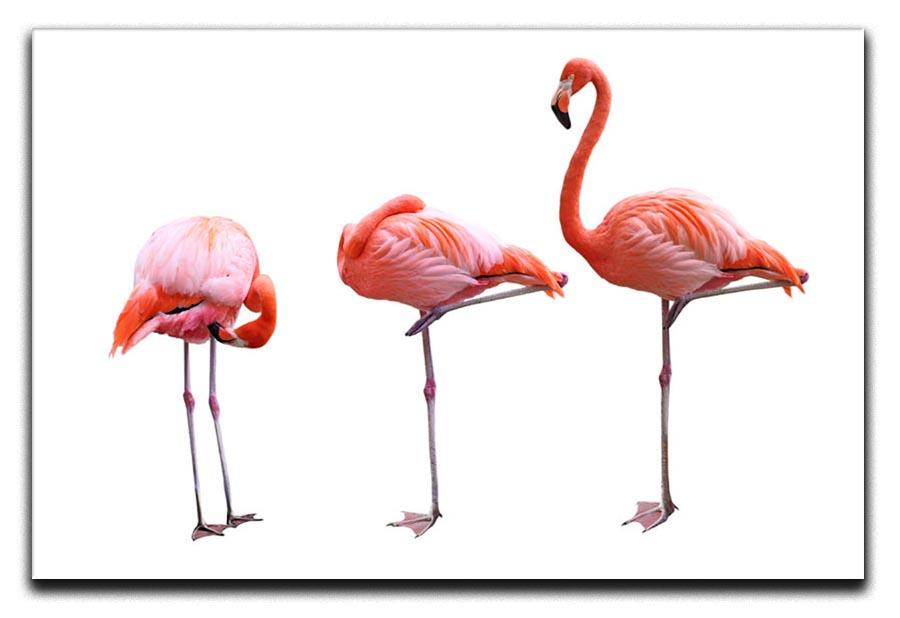Three flamingo birds isolated on white background Canvas Print or Poster - Canvas Art Rocks - 1