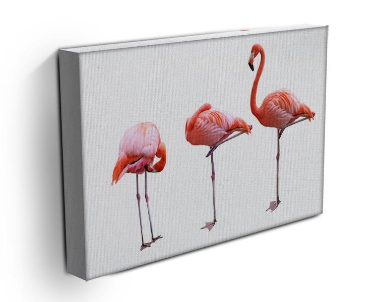Three flamingo birds isolated on white background Canvas Print or Poster - Canvas Art Rocks - 3