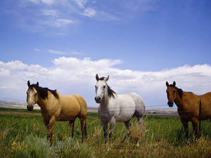 Three horses of a different color Wall Mural Wallpaper - Canvas Art Rocks - 1