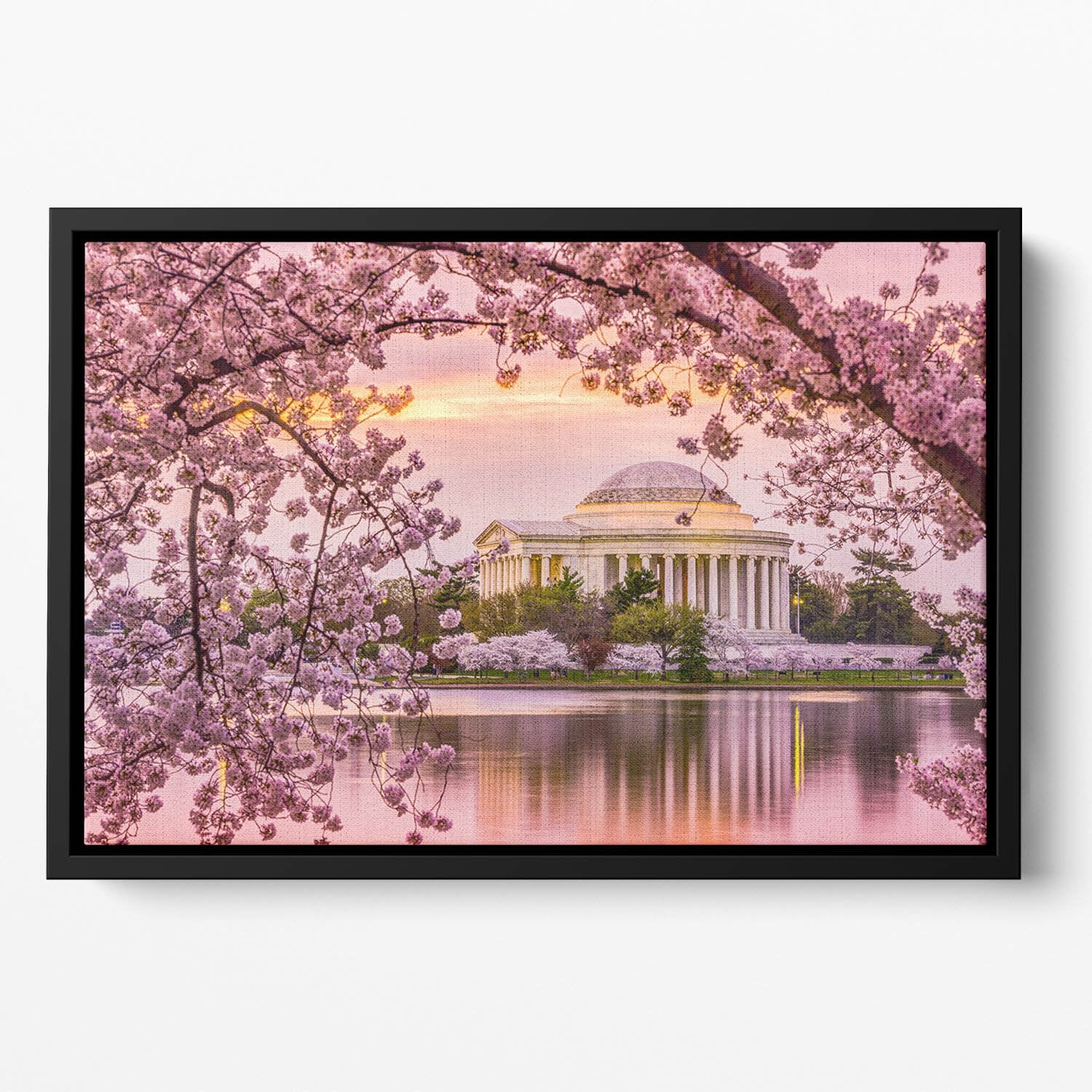 Tidal Basin and Jefferson Memorial cherry blossom season Floating Framed Canvas