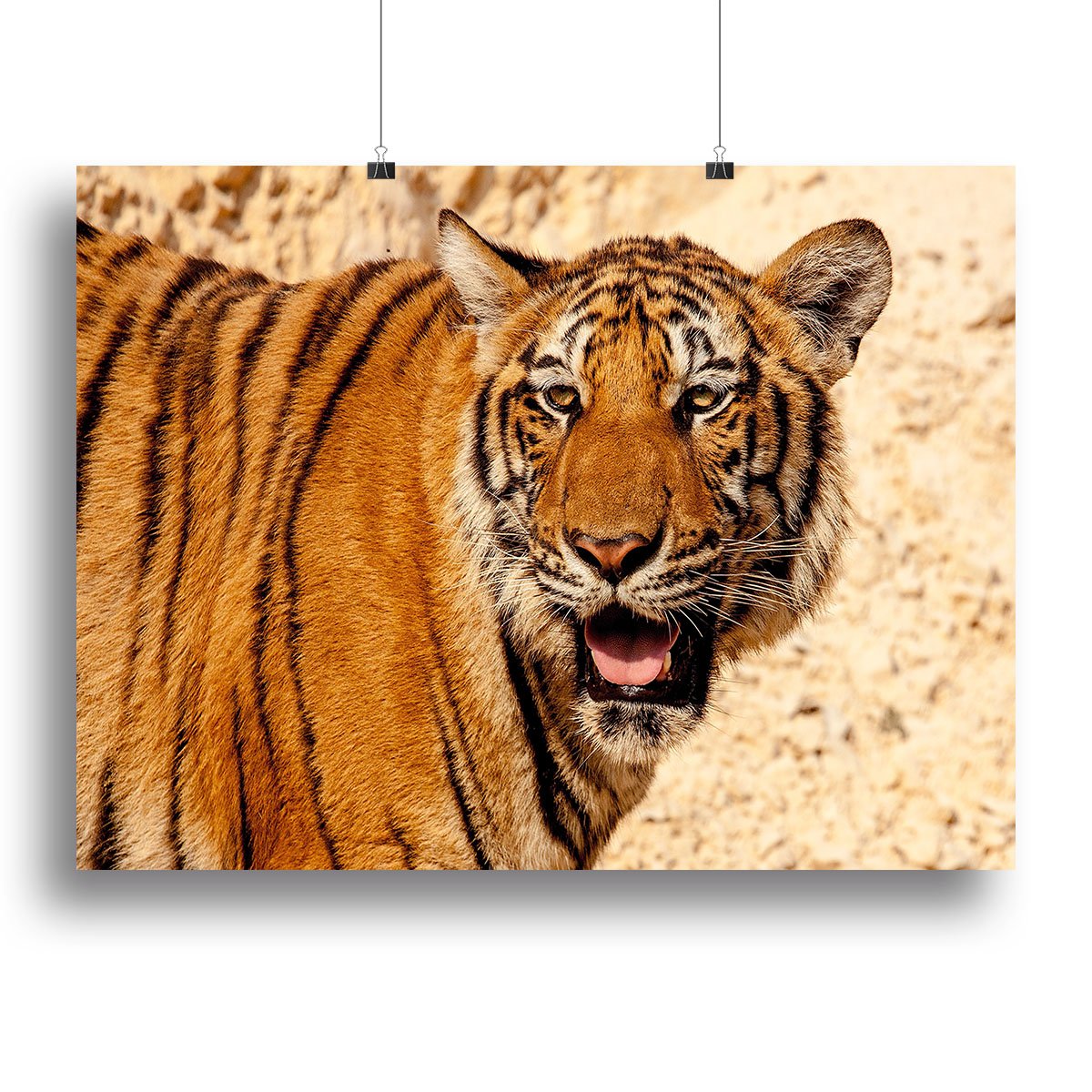 Tiger In The Heat Canvas Print or Poster