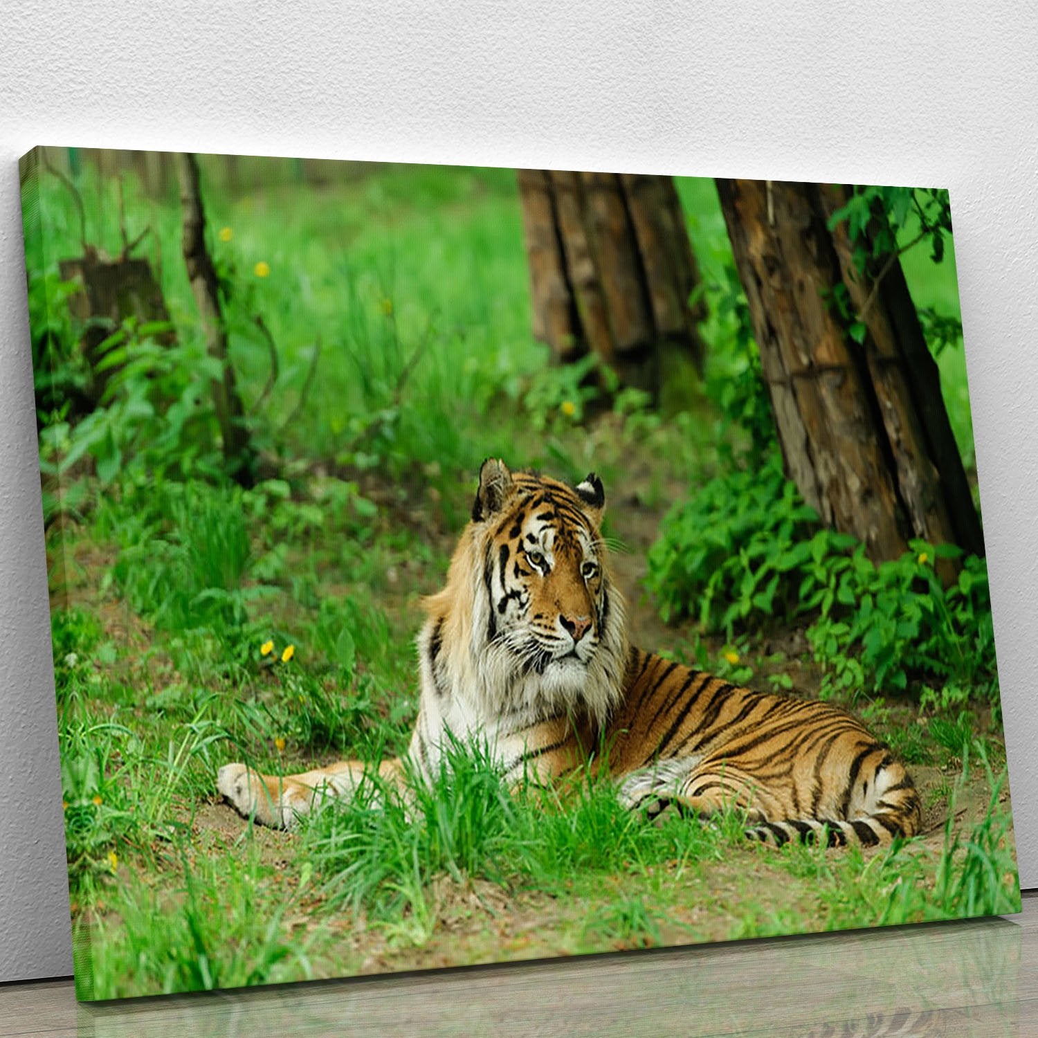 Tiger on the green grass Canvas Print or Poster