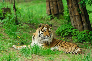 Tiger on the green grass Wall Mural Wallpaper - Canvas Art Rocks - 1