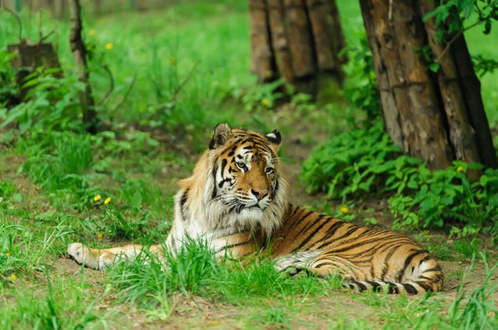 Tiger on the green grass Wall Mural Wallpaper