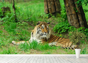 Tiger on the green grass Wall Mural Wallpaper - Canvas Art Rocks - 4