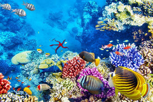Tropical fish Wall Mural Wallpaper - Canvas Art Rocks - 1