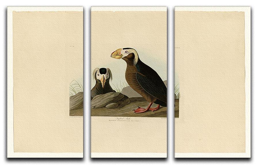Tufted Auk by Audubon 3 Split Panel Canvas Print - Canvas Art Rocks - 1